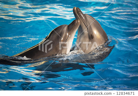 Pair of dolphins dancing 12834671