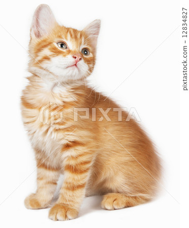 Red cat Red cat 12834827