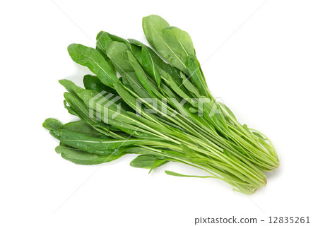 京都蔬菜的米布青菜 京都蔬菜的米布青菜 12835261