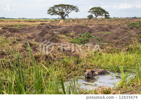 landscape of farm and buffalo in swamp 12835674