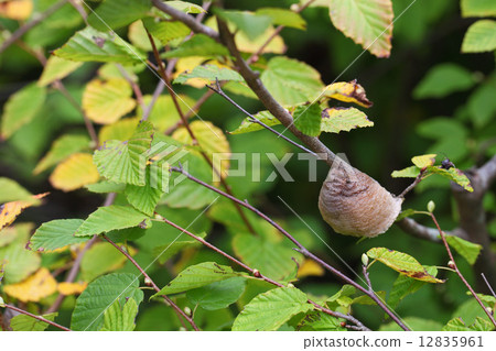 螳螂蛋和Hyuga mizuki的秋葉 12835961