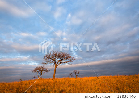 Landscape Trees Grass Clouds 12836440