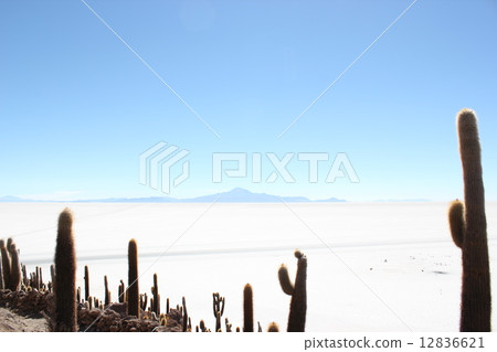 Uyuni salt lake cactus island 12836621
