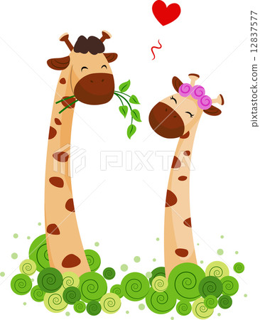 Giraffe Couple Giraffe Couple 12837577