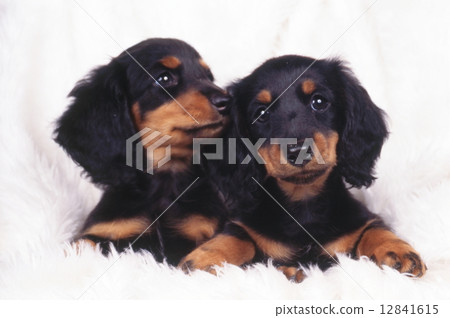 Cute little puppy Cute little puppy 12841615