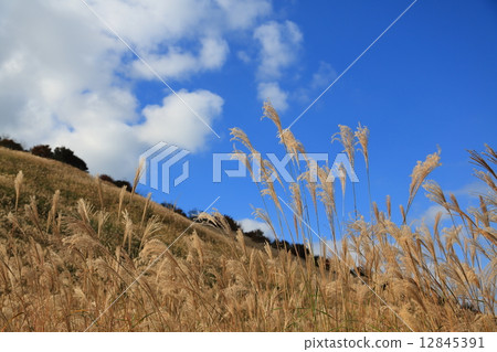 Japanese pampas grass and blue sky Japanese pampas grass and blue sky 12845391
