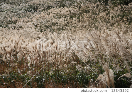 Highland Susuki Highland Susuki 12845392