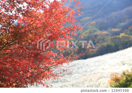 秋葉和Susuki 12845398