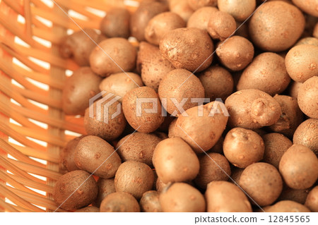 竹草 竹草 12845565