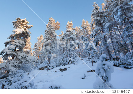 Snowy forest and warm sunlight 12846467