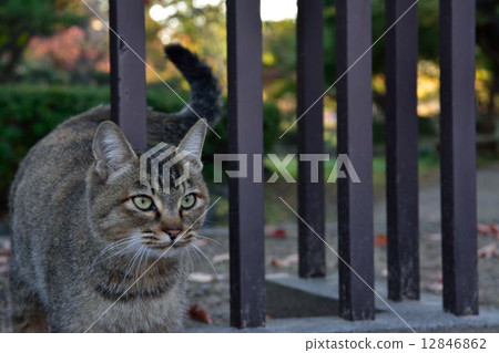 A cat in a park 12846862