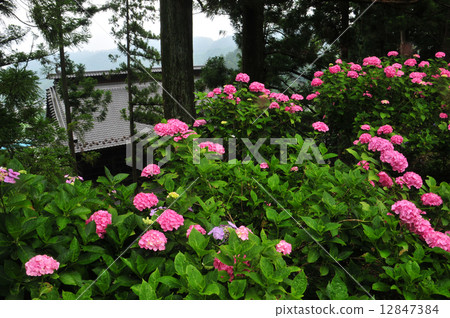 hydrangea   12847384