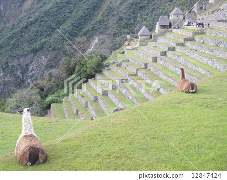 Machu Picchu和Llama在清晨 12847424