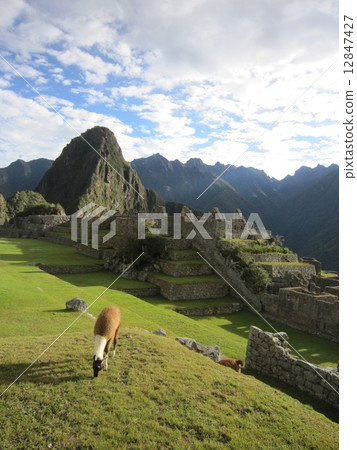 Machu Picchu and Llama in the early morning Machu Picchu and Llama in the early morning 12847427