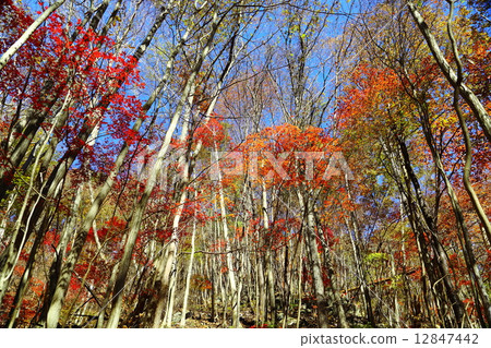 Takigawa Valley ~ Late Autumn of the 7 th Street ~ 12847442