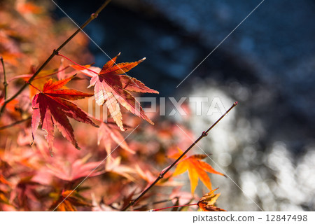 Momiji of the Hikawa Valley Momiji of the Hikawa Valley 12847498
