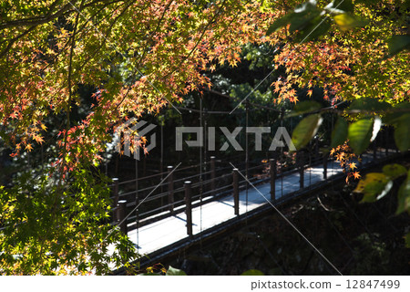 Hikawa Kobashi和Momiji Hikawa Kobashi和Momiji 12847499