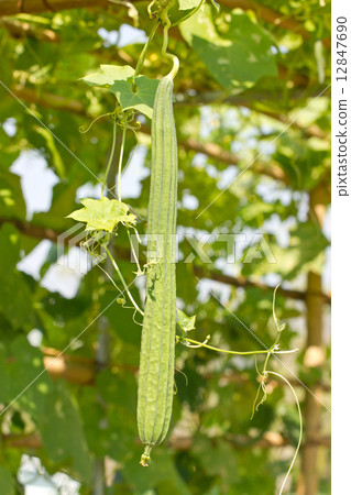 Angled gourd. 12847690