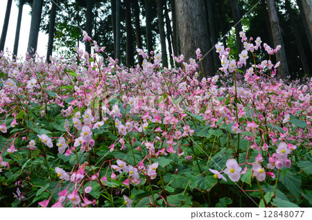 Shukidou（秋Ha Tung）社區（埼玉縣Higashiwa鎮） 12848077