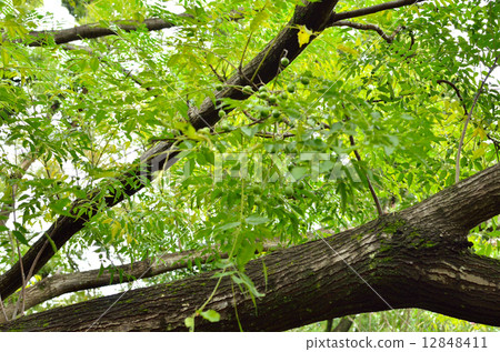 Tree · Sendan Sendant Department Tree · Sendan Sendant Department 12848411