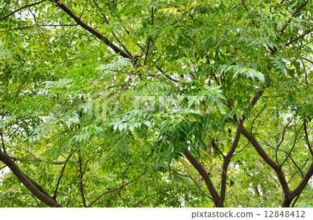 Tree · Sendan Sendant Department Tree · Sendan Sendant Department 12848412