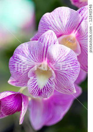 Orchid flower (Dendrobium). 12848546