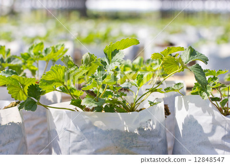 Strawberry plant in the farm. Strawberry plant in the farm. 12848547