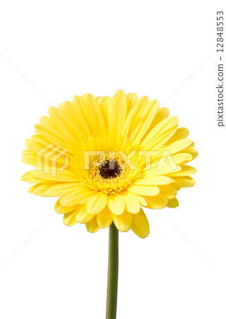 Yellow gerbera flower (Brilliance) isolated on white.  12848553