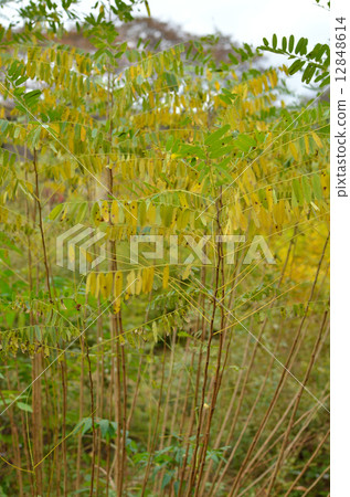 Tree · Itachihagi Legume family 12848614