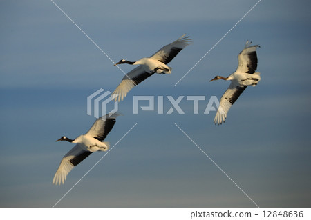 丹頂鶴 丹頂鶴 12848636