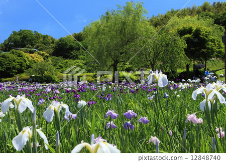 橫須賀Shobuen花園 12848740