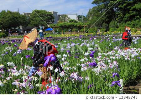 Yokosuka Shobuen Garden 12848743