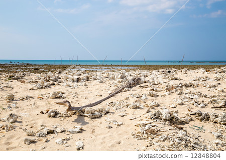 Coral bleaching on the sandy beach Coral bleaching on the sandy beach 12848804