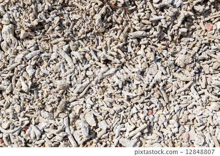 Coral bleaching on the sandy beach 12848807