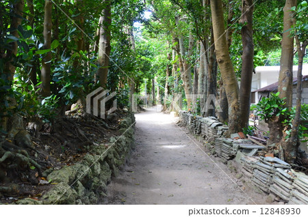 Fukugi's tree-lined avenue (Okinawa Prefecture Kunigami-gun headquarters town Bise) 12848930