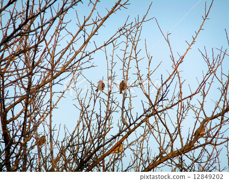 Sparrow on plum tree of winter dead 2 Sparrow on plum tree of winter dead 2 12849202