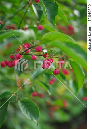 植物花 植物花 12849220