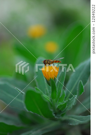 植物花 植物花 12849222