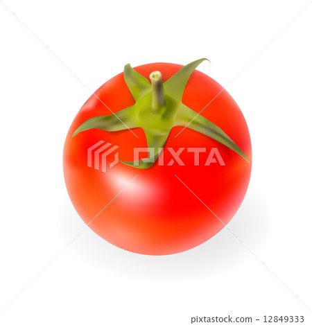 Fresh Tomatoes Isolated on White Background Vector Illustration 12849333