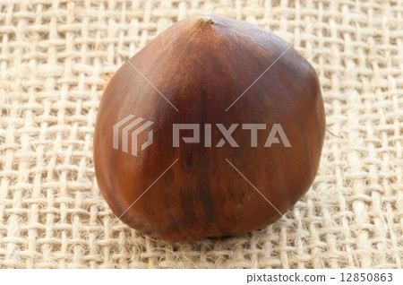 chestnut 12850863