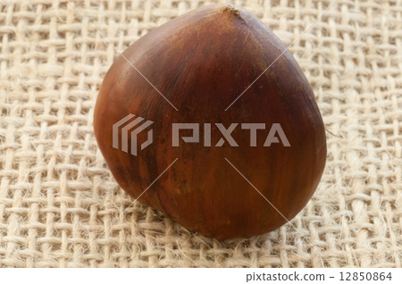 chestnut chestnut 12850864