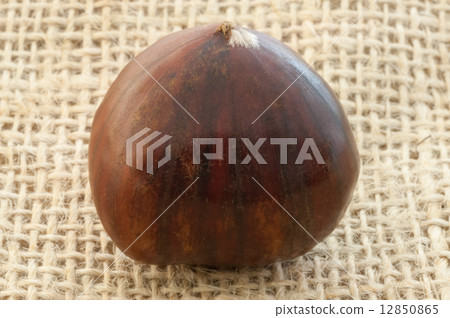 chestnut chestnut 12850865