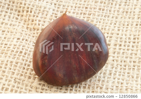 chestnut chestnut 12850866