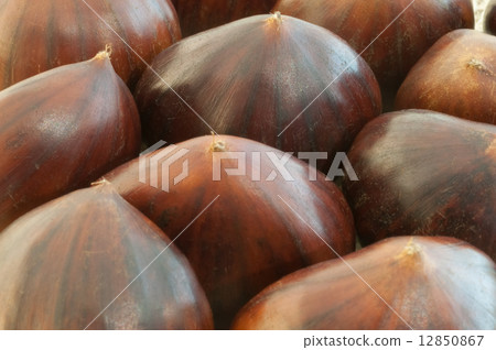 chestnut chestnut 12850867