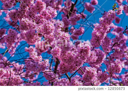 Oriental cherry Oriental cherry 12850873