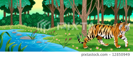 Green forest with a tiger Green forest with a tiger 12850949