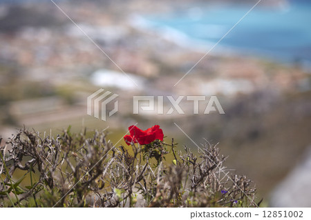 Mountain poppy 12851002