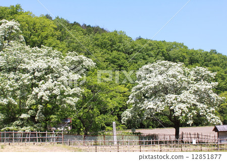 什麼是犬山的天然紀念物 什麼是犬山的天然紀念物 12851877