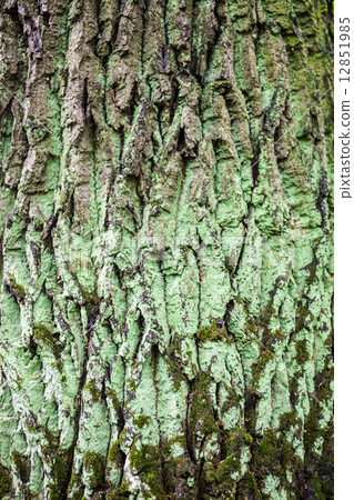 Close up of the tree bark with green moss 12851985