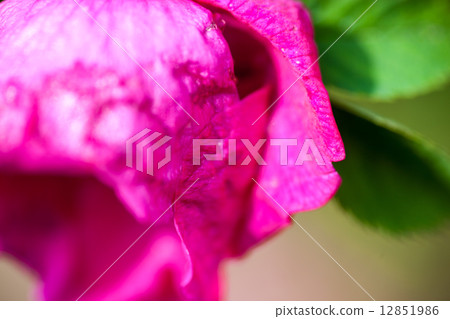 Petals of the pink peony flower 12851986